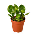 Peperomia Thailand - 4" Pot - NURSERY POT ONLY