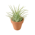 Ionantha Guatemala Tillandsia Air Plant with Terra Cotta
