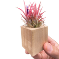 Tillandsia Air Plant Ionantha in Magnetic Wood Planter