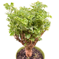 Aralia Ming Gold Mini Bonsai