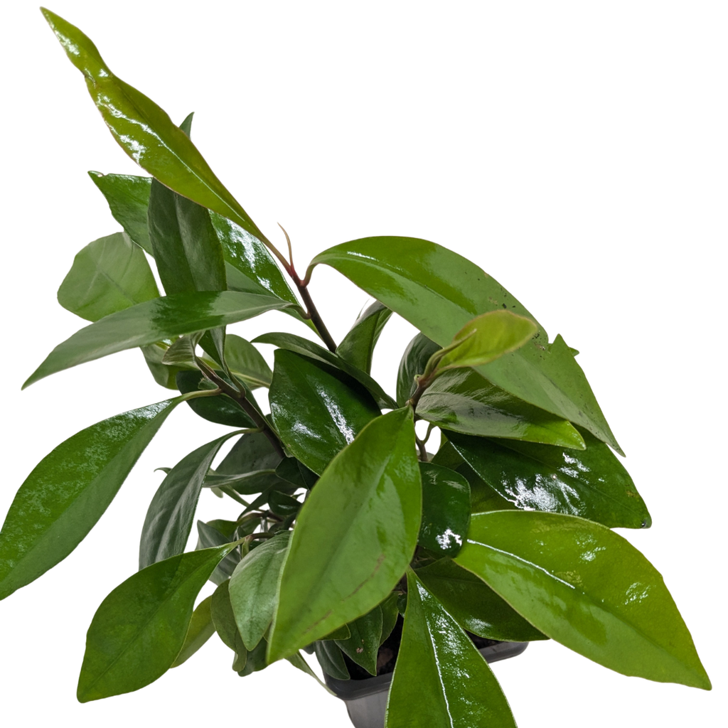 Ardisia 'Red'