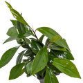Ardisia 'Red'