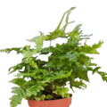'Autumn' Fern - 4" Pot - NURSERY POT ONLY