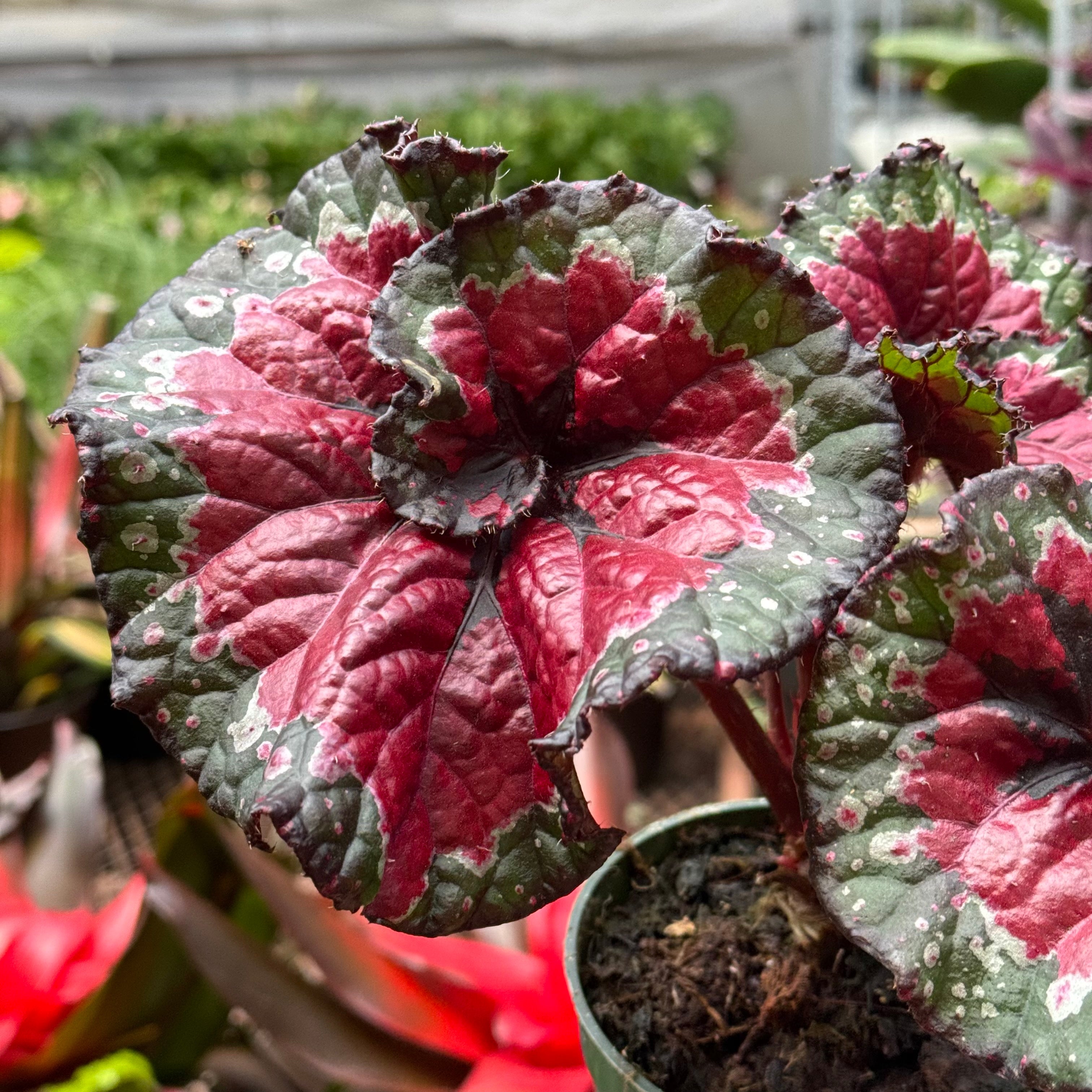 Begonia 'Macarena Cruz'