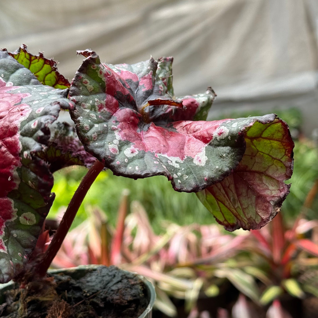 Begonia 'Macarena Cruz'