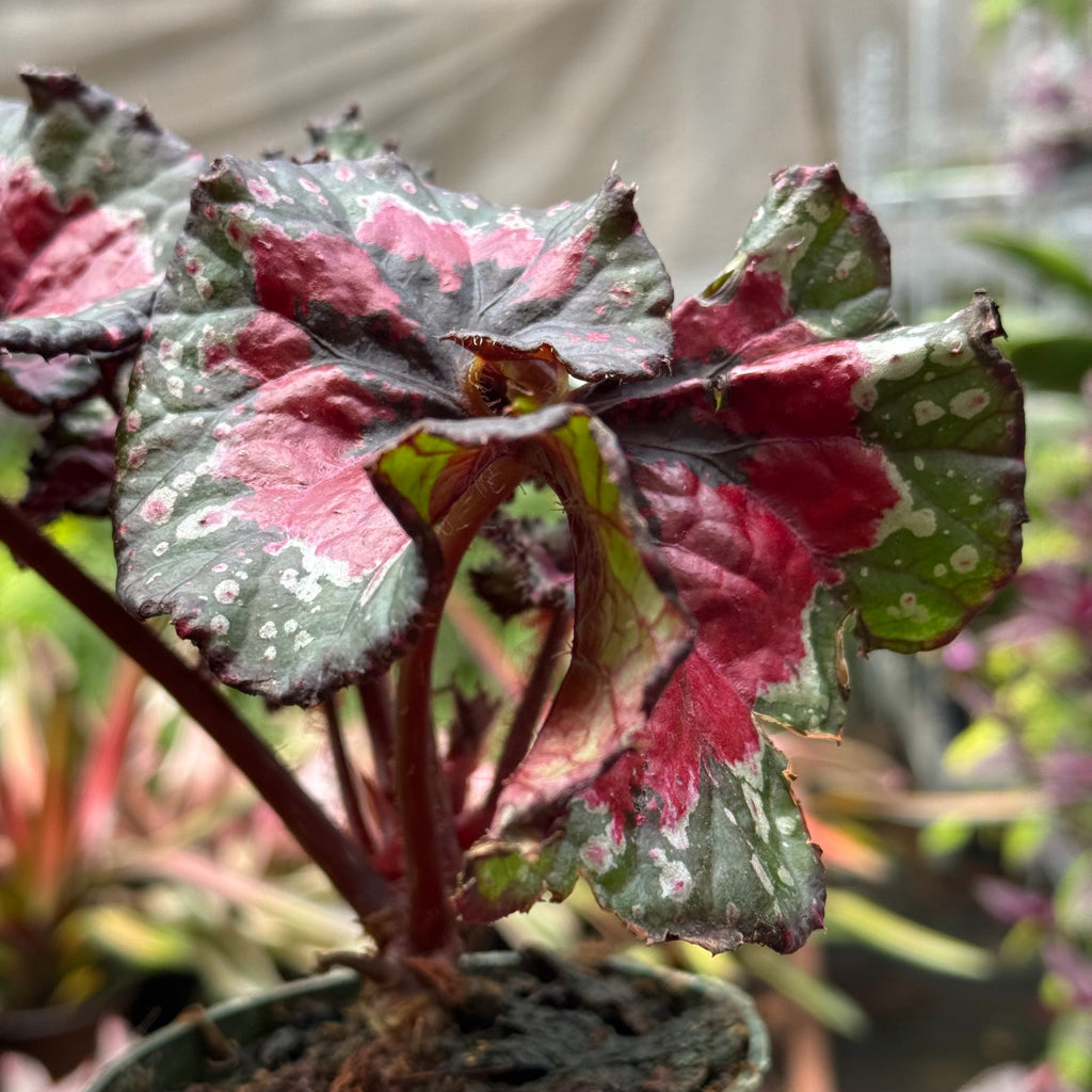 Begonia 'Macarena Cruz'
