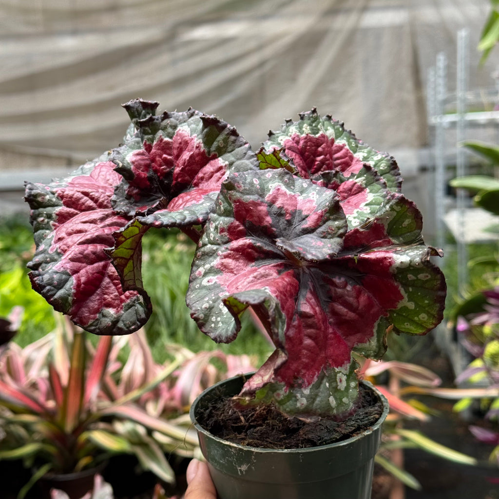 Begonia 'Macarena Cruz'