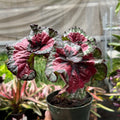 Begonia 'Macarena Cruz'