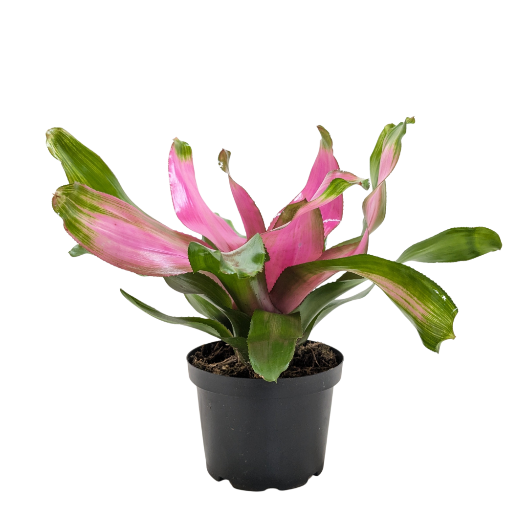 Bromeliad 'Donna'