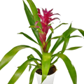 Bromeliad Guzmania 'Purple' - 4" Pot
