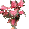 Caladium Red Flash