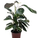Calathea 'Princess Dalya'