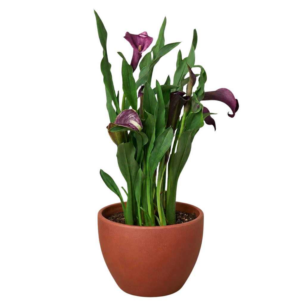 Calla Lily