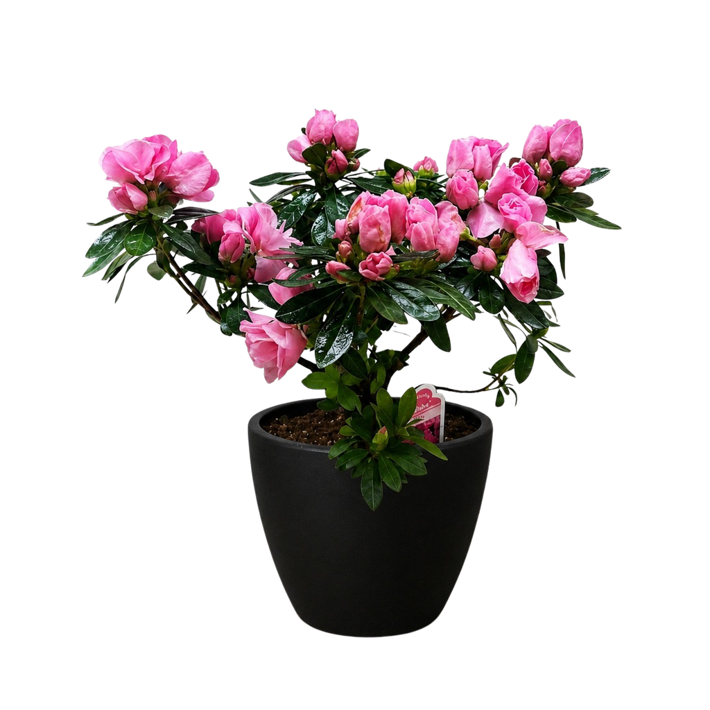 Azalea (Rhododendron)
