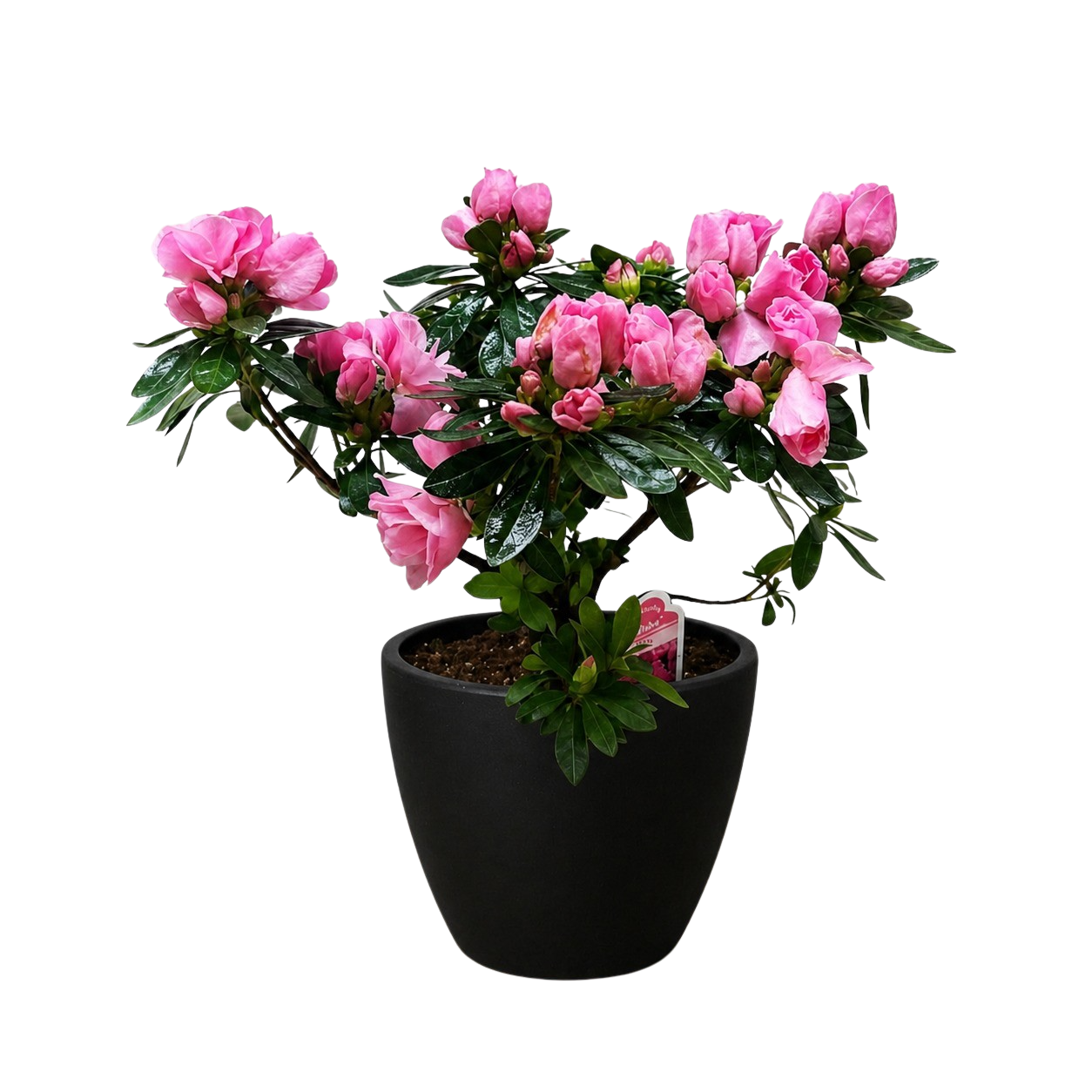 Azalea (Rhododendron)