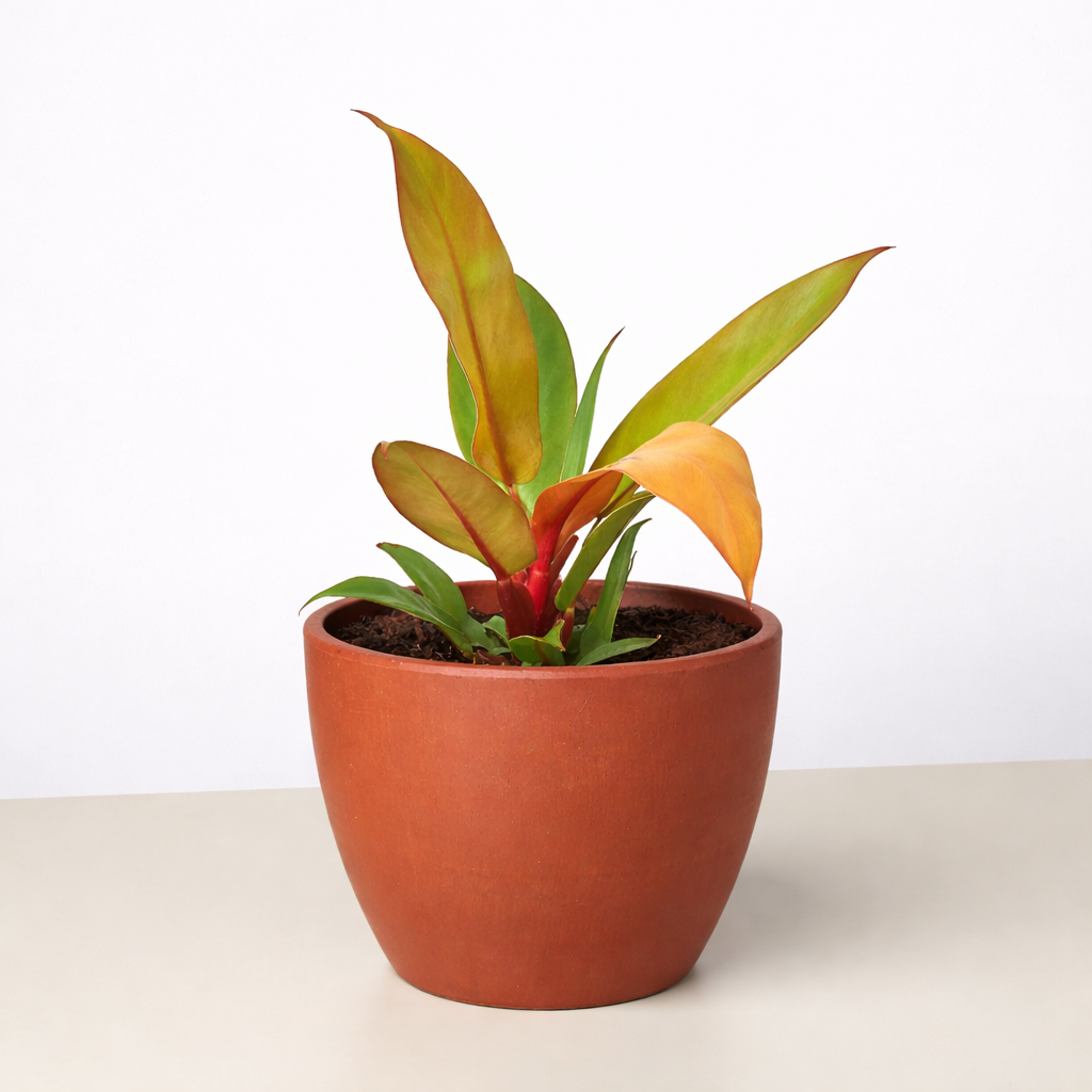 Philodendron 'Prince of Orange'