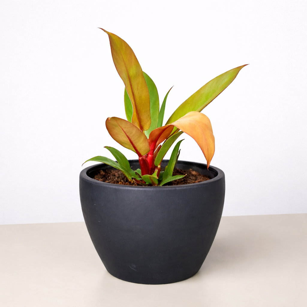 Philodendron 'Prince of Orange'