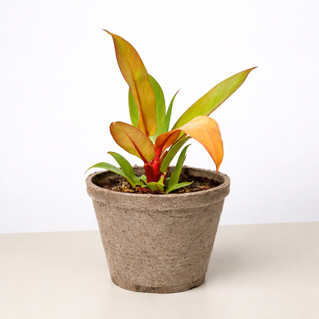 Philodendron 'Prince of Orange'