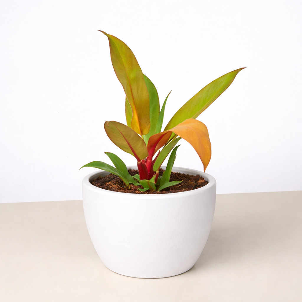 Philodendron 'Prince of Orange'