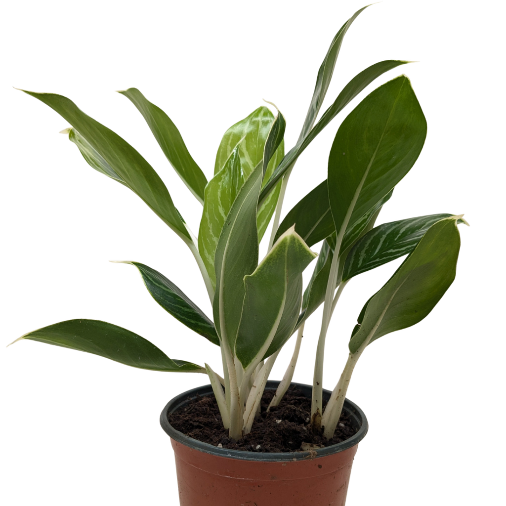 Chinese Evergreen 'Snow Cap'