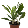 Chinese Evergreen 'Snow Cap'