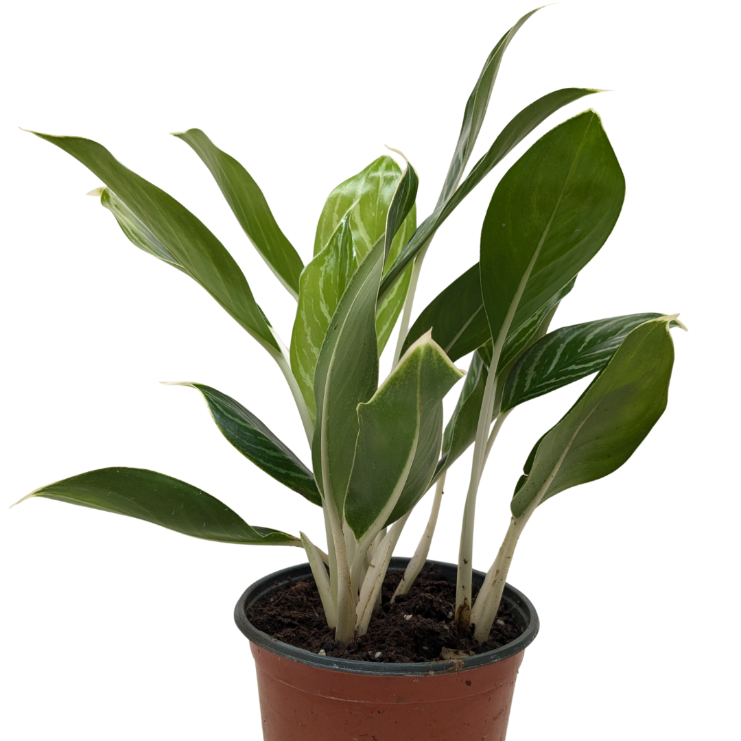 Chinese Evergreen 'Snow Cap'