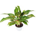 Chinese Evergreen 'Sparkling Sarah' - 6" Pot
