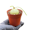 Climbing Onion