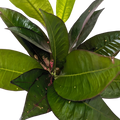 Croton 'Iceton'