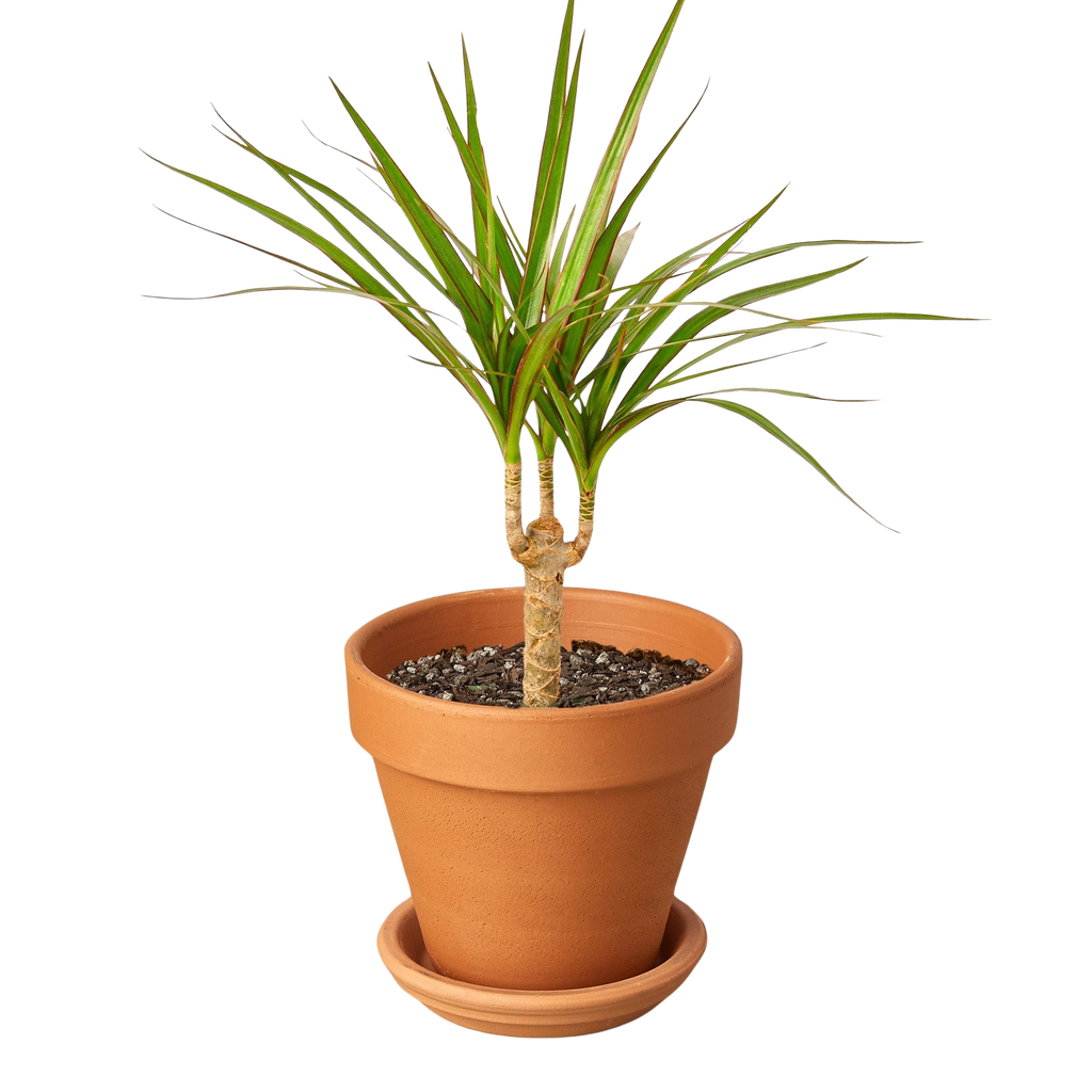 Dracaena 'Marginata Cane'