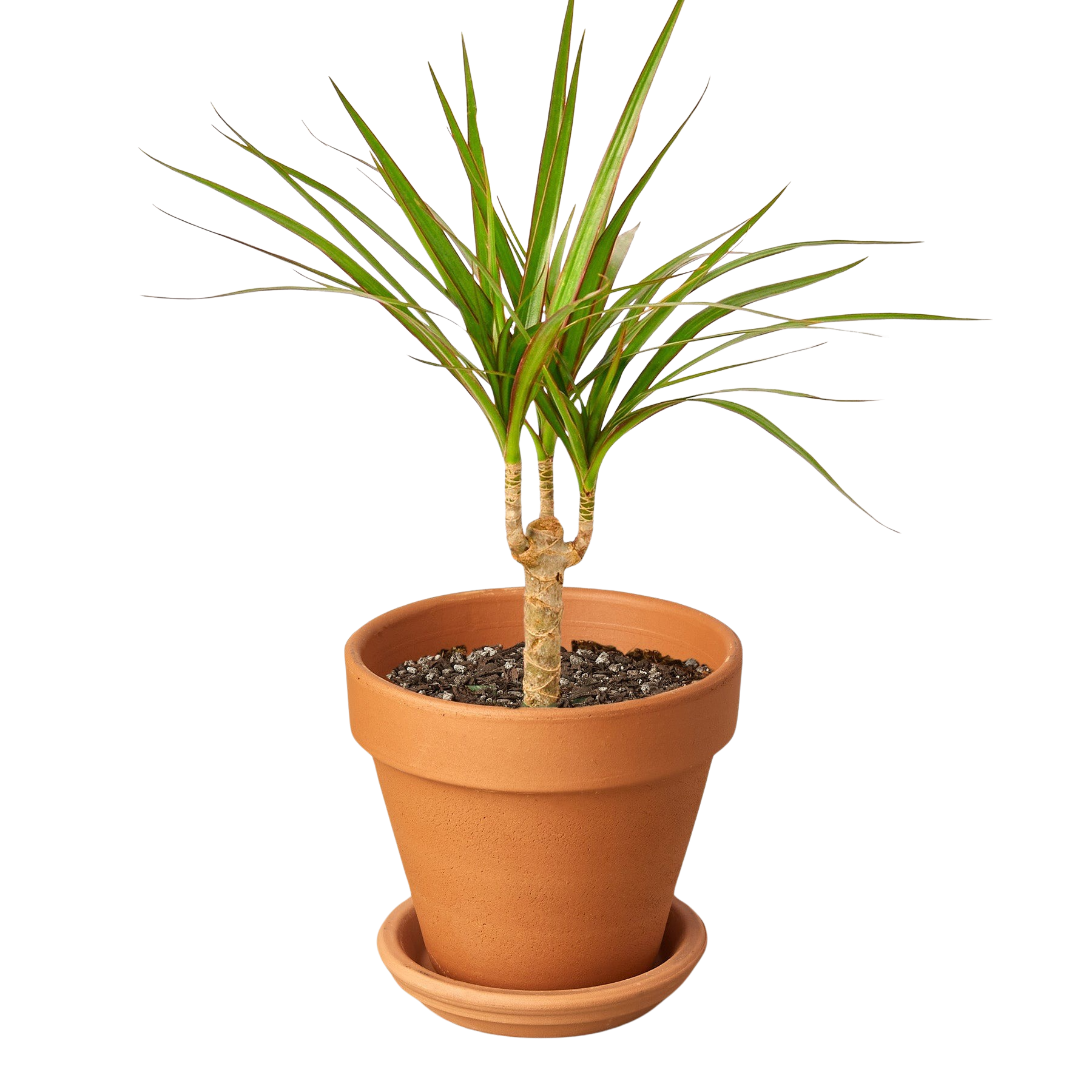 Dracaena 'Marginata Cane'