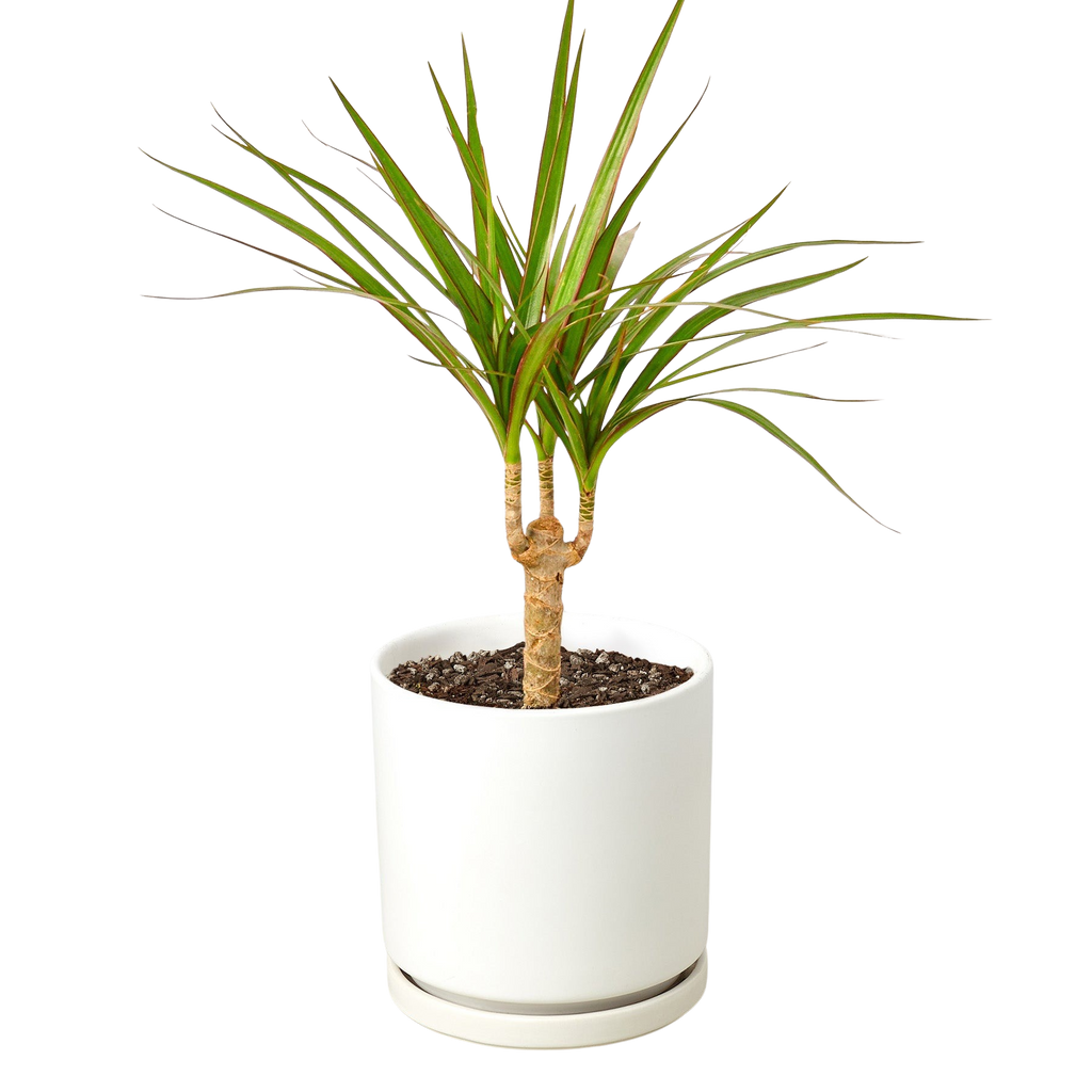 Dracaena 'Marginata Cane'