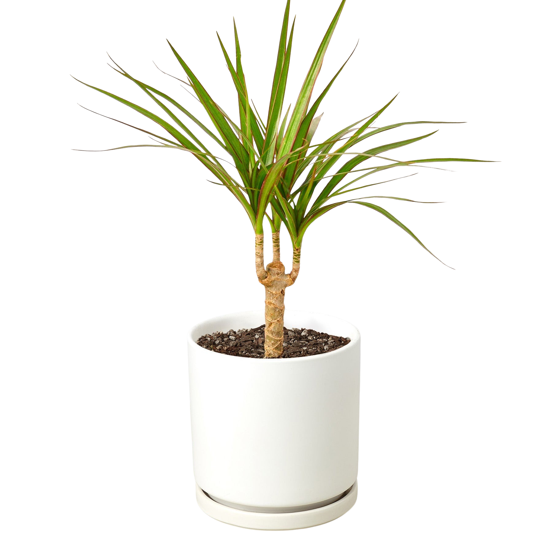 Dracaena 'Marginata Cane'
