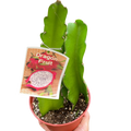Dragon Fruit
