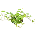 English Ivy 'Eva'