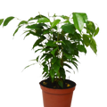 Ficus 'Benjamina' - 6" Pot