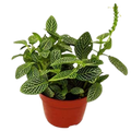 Fittonia 'White Nerve Plant' - 4" Pot - NURSERY POT ONLY