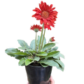 Gerbera Sweet Love Red