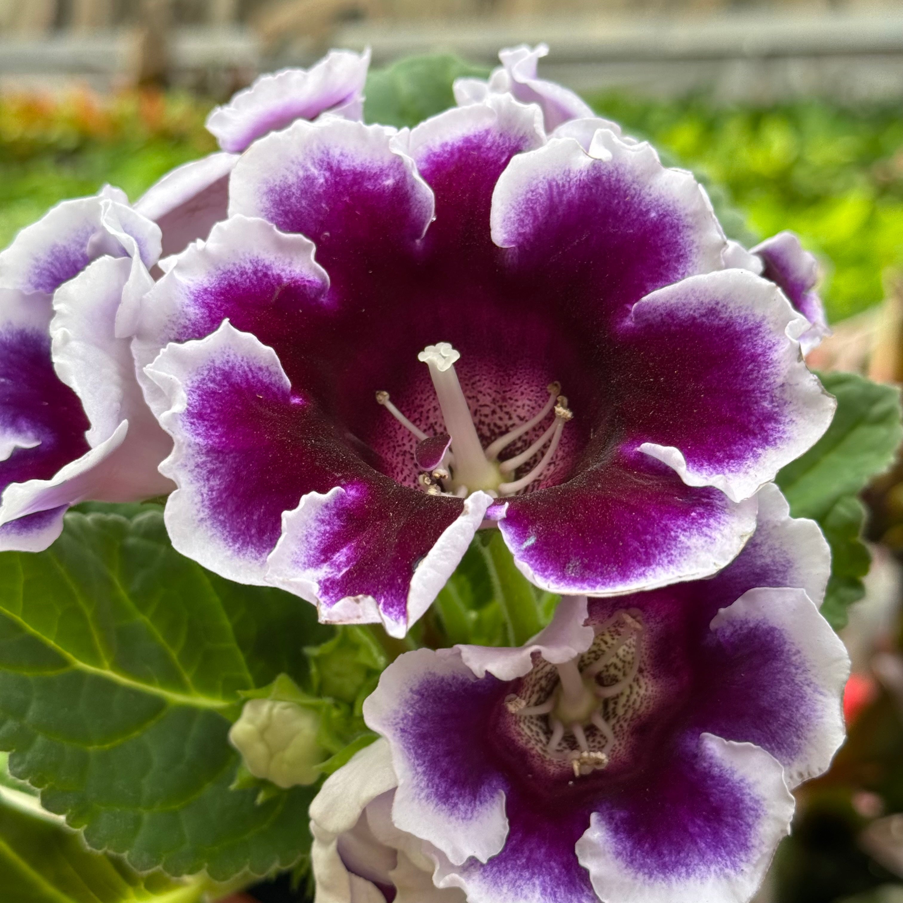 Gloxinia 'Bicolor'
