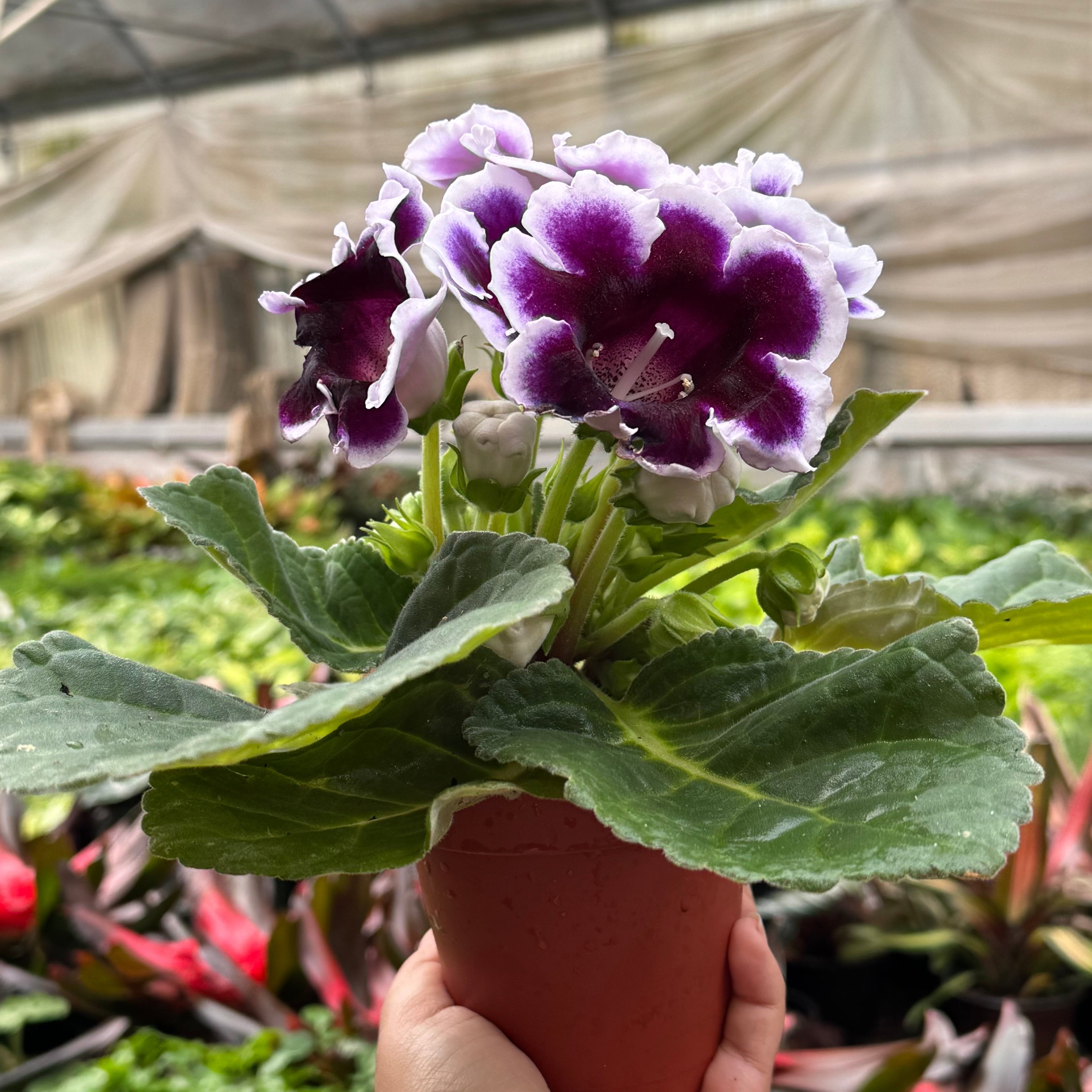 Gloxinia 'Bicolor'
