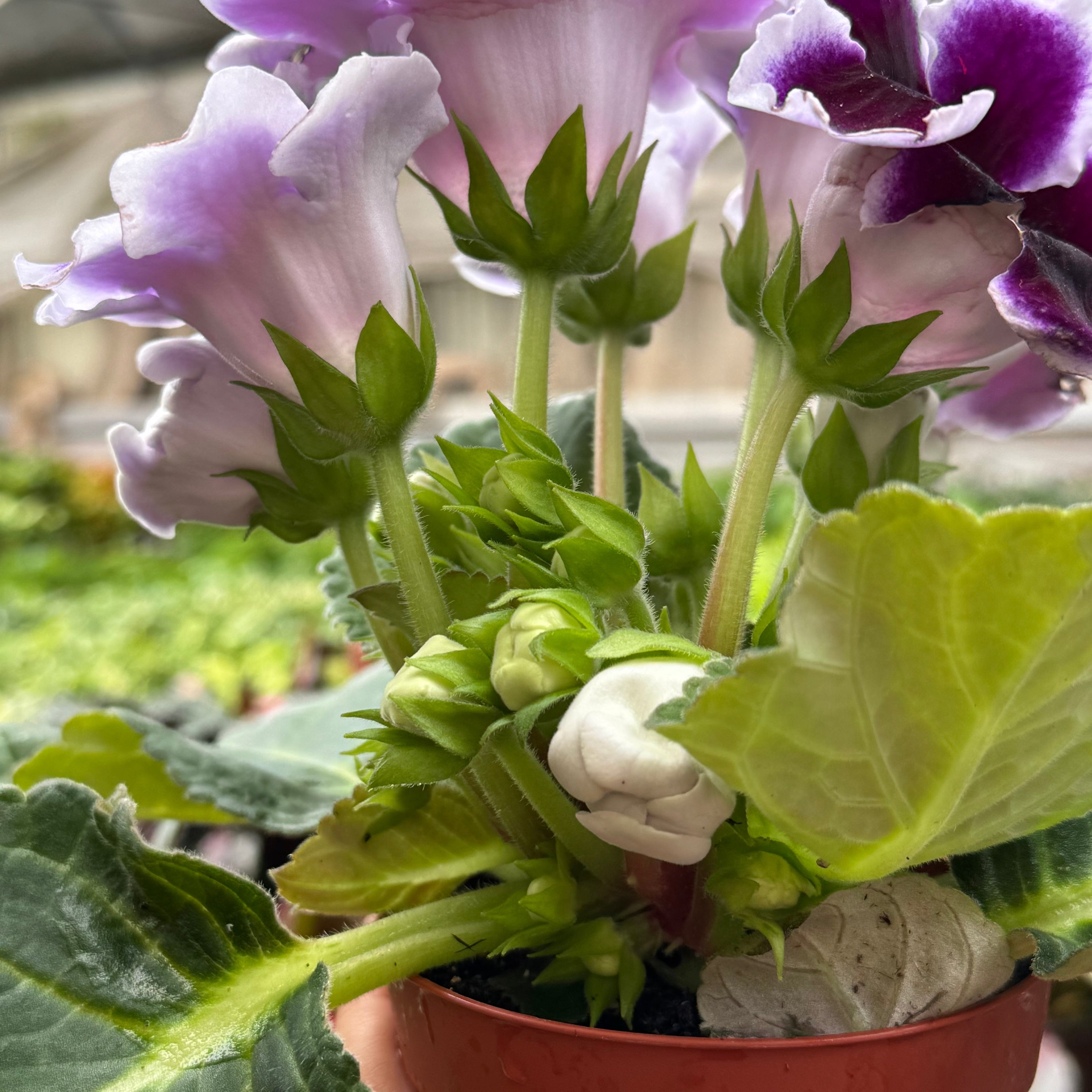 Gloxinia 'Bicolor'