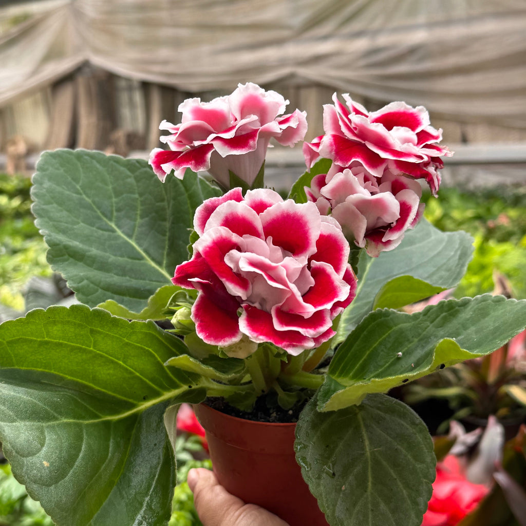 Gloxinia 'Bicolor'