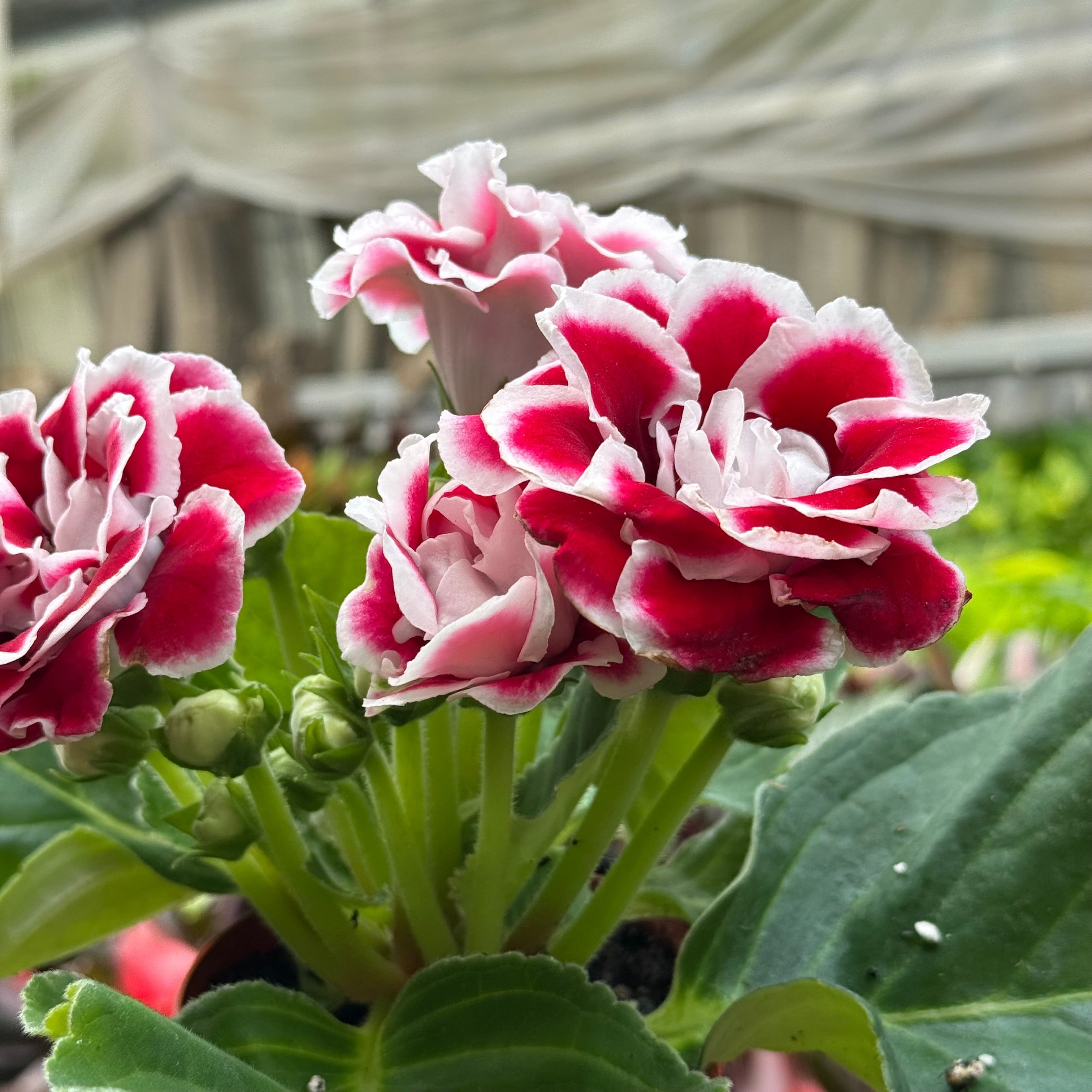 Gloxinia 'Bicolor'