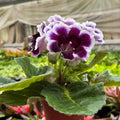 Gloxinia 'Bicolor'