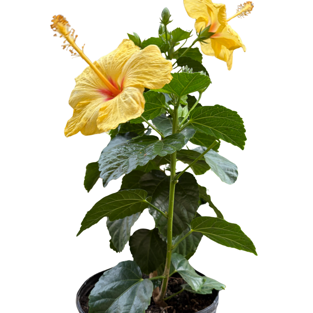 Hibiscus 'Rosa Sinensis'