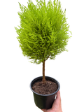 Cypress Lemon Topiary