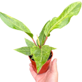 Anthurium 'Renaissance'