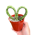 Snake 'Heart'