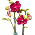 Orchid 'Red Phalaenopsis'