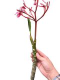 Plumeria Mex Pink Single